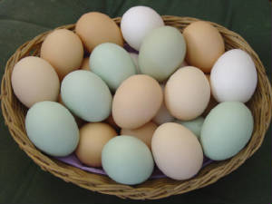 basketofeggs.jpg