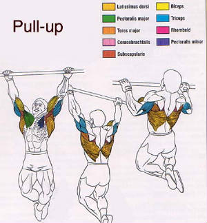 pullupmusclechart.jpg