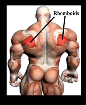 rhomboids.jpg