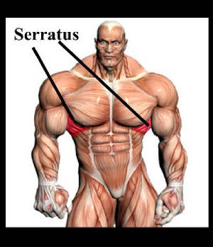 serratus.jpg