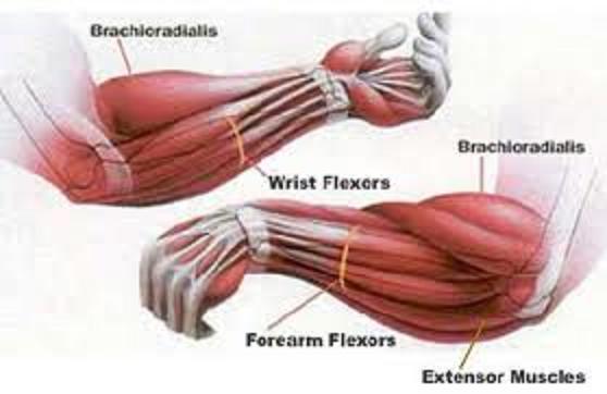 forearmmusclesanatomy.jpg