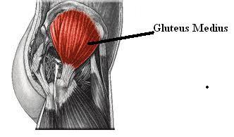 gluteusmedius.jpg