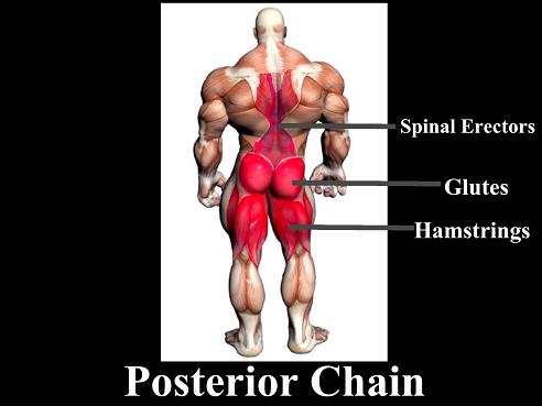 posteriorchainchart.jpg