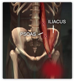 psoasmuscle.jpg