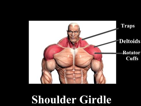 shouldergirdlechart.jpg